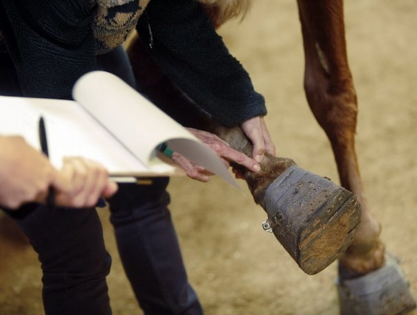 Trump removes Rule aimed at ending the inhumane practice of horse&nbsp;soring