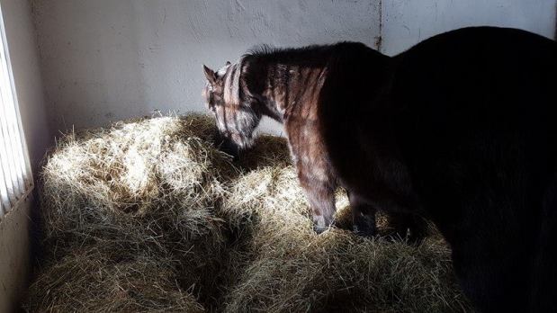 Gårdsverksamheter inskränks pga klagande&nbsp;grannar