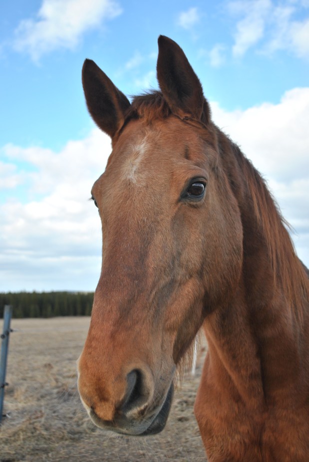 Ridning – till vilket pris? del&nbsp;1