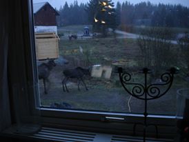 älgutanförfönstret