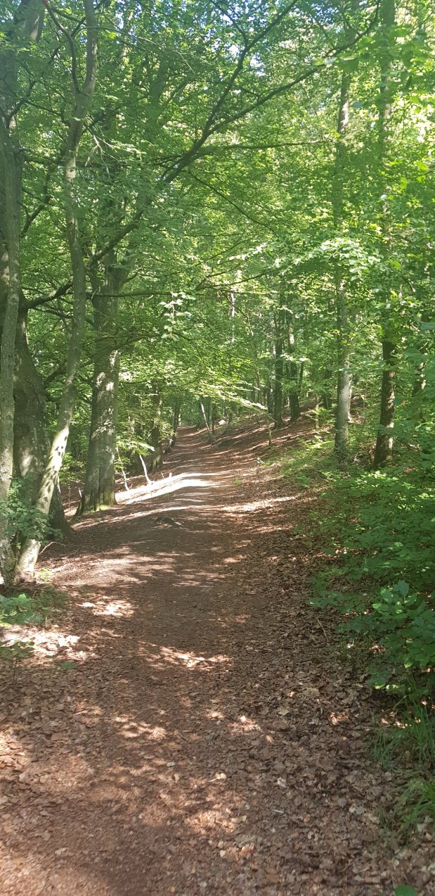 Trendigt med hästar som jobbar i&nbsp;skog