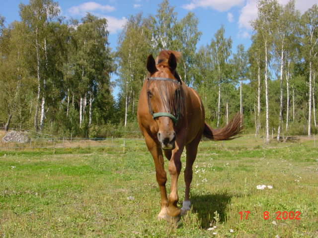 Alex hage aug 2002.jpg