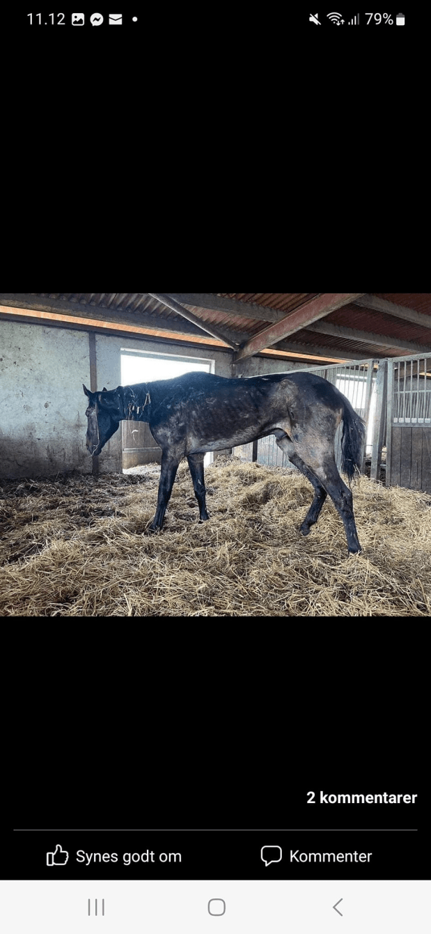 Skandal på skandal i&nbsp;Danmark