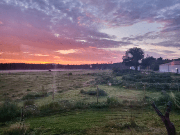 Foderskräck, regn och&nbsp;hetta