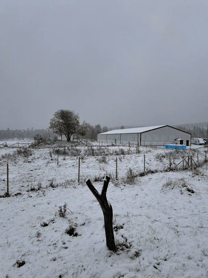 Varg och lösa hästar inleder vinterns första&nbsp;måndag.