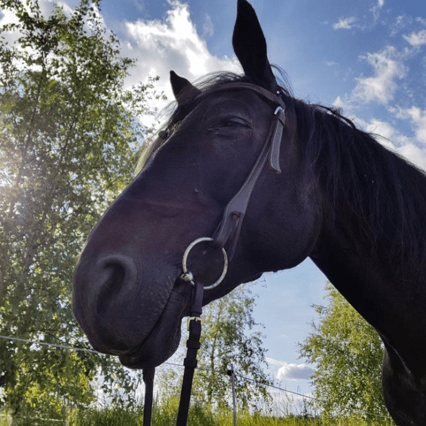 Lövslätten en oas för ryttare med&nbsp;häst